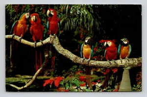 Parrot Jungle Near Miami Florida Photo by HW Hannau Koppel Color Cards Postcard - Picture 1 of 2