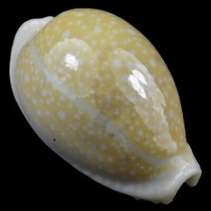 CYPRAEA (Naria) MILIARIS (Olango Isl., Philippines) 31.8mm #40714 - Picture 1 of 4