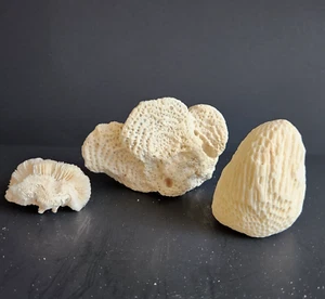 Coral - Lot of 3 – Seashore Home Décor – Nautical Coastal Home Accents - Picture 1 of 9