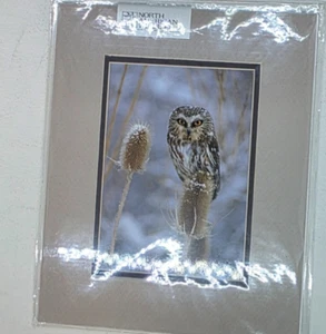 Vintage Eule Passepartout Foto Andrew Paul Art Studios Wildlife Bild Neu - Bild 1 von 4