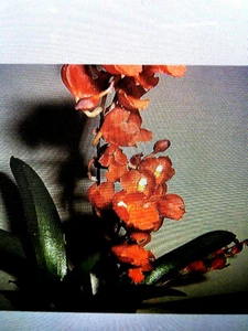 Hwra Lava Burst 'Pacific Sunrise', orchid plant - Picture 1 of 8