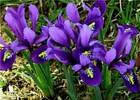 20 DWARF IRIS RETICULATA AUTUMN GARDENING BULE MAGIC BULBS CORM SPRING FLOWER