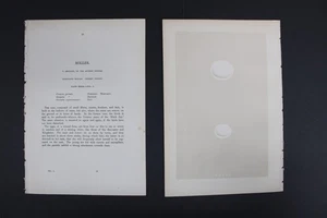 Birds, Nests, Eggs, F.O.Morris, 1875 - Picture 1 of 4