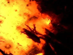 Baltischer Bernstein, mit Pflanzen und Insekten innen, 3,66g, 35*25*6,5mm - Bild 1 von 8