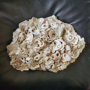 River Collector Mussel Shell Button Display in Concrete 26lbs - Picture 1 of 12