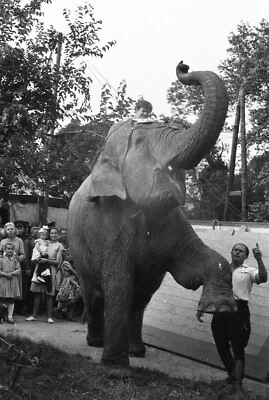 ЛОТ 4x, слон в цирке, смешной, художники, винтажный негатив изобразительного искусства 1950-е - Изображение 1 из 4