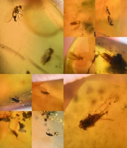 10 pieces authentic Myanmar insect Amber specimen fossil dinosaur age 5.31-28 - Bild 1 von 12