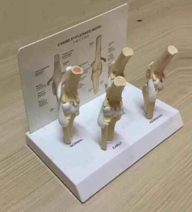 RS Canine knee joint Model Veterinary Anatomy Dog DISPLAY STURDY EDUCATION - Picture 1 of 2