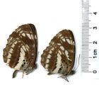 unmounted 2 PCS folded real butterfly Nymphalidae neptis pryeri CHINA  #X10