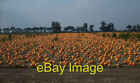 Photo 6X4 Christchurch: Pumpkin Field Christchurch/Tl4996 View Looking S C2003