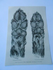Gravure 1885 - Pieds de Loups Pied Gauche de devant et de Derrière - Picture 1 of 1