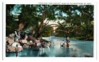 Scene On The White River, St. Anns, Jamaica Postcard *6V(3)22