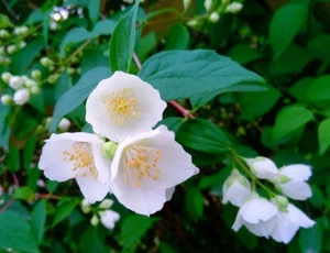 Bauernjasmin Duftjasmin Pfeifenstrauch Philadelphus coronarius 60-100 cm im Topf - Bild 1 von 2