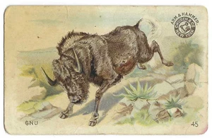 Gnu Arm & Hammer Interesting Animals Card Church & Co #45 c1898 - Picture 1 of 2
