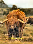 Photo 6X4 Highland Cattle At Kingussie Wildlife Park Balavil  C1978