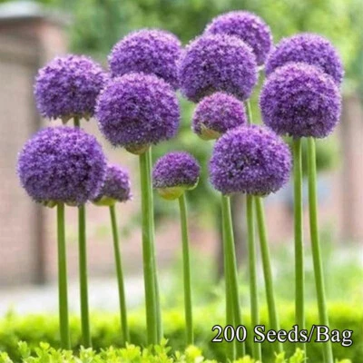200 Semi Di Aglio Gigante Rosso Globemaster Allium Giganteum Cipolla Ed Erba ☆ - Immagine 1 di 4