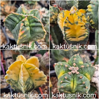 Astrophytum myriostigma ‘Kikko’ f. variegata 10seeds 2024 year - Image 1 of 3