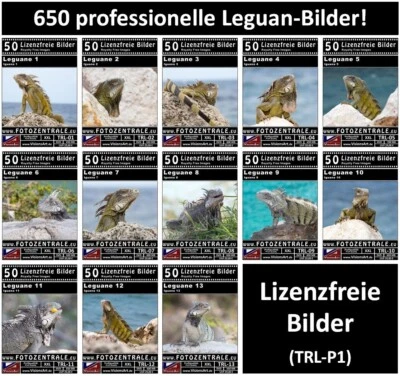 650 Lizenzfreie Profi-Bilder! Reptilien Leguane UVP 375,- Photoshop 3 DVDs - Bild 1 von 4
