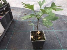Due Piante di Ginko biloba pianta medicinale memoria ,antistress longevita'