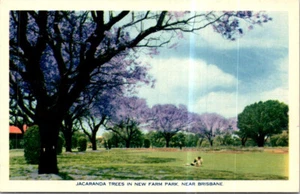 (921) 14-5-2025 - Australia - QLD- Brisbane Jacaranda Trees (older) - Picture 1 of 2