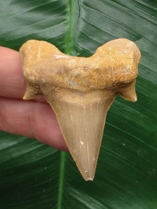 Diente Otodus obliquus 5,3 cm - raíz maciza - tiburón - fósil - diente de tiburón - Imagen 1 de 6