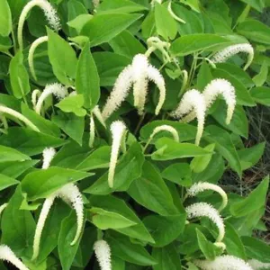 3 Lizard's Tail Plants Winter Hardy Marginal Aquatic Pond Plant ** FREE SHIPPING - Picture 1 of 3