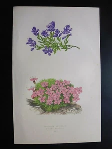 Gravure couleur 19°botanique:fleurs: polygale du calcaire..silène acaule, vivace - Picture 1 of 1