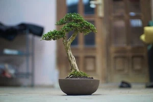 Actual plant Bonsai Serissa foetida super micro - serissa japonica bonsai - Picture 1 of 2