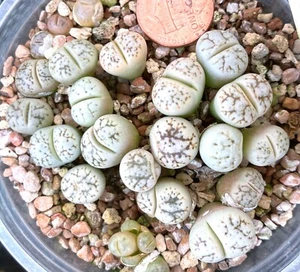 Plante Mesembs - Lithops werneri C188 - UN semis en pot ! - Photo 1/1