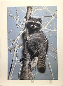 Bandit von Charles Frace Waschbär Wildlife handsigniert und nummeriert Ausverkauft - Bild 1 von 10
