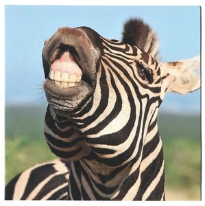 Open Happy Birthday Any Occasion Greeting Card Zebra Humour Male Female Him Her - Picture 1 of 2