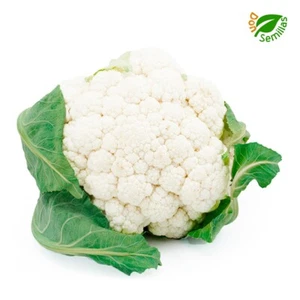 Coliflor Metropol ( Tardía ) ( 200 semillas ) seeds - Imagen 1 de 1