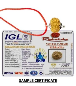 13 Mukhi Nepal Rudraksha Thirteen Face Rudraksh Silver Pendant IGL Certified - Picture 1 of 3