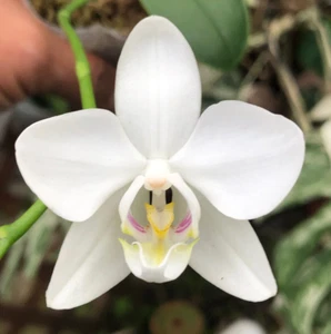 Original Orchid Phal Phalaenopsis species amabilis - Picture 1 of 2