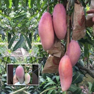 BeauFlora Hybrid Mango ( Chang Deang , Graft ) Exotic 1 Bare-Root Plant - Picture 1 of 1