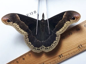  Unmounted Butterfly insects moth, Lepidoptera Saturniidae. North america Quebec - Picture 1 of 2