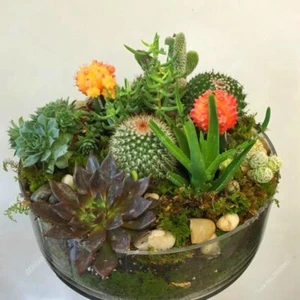 Gemischte seltene Steinkakteen Samen, Sukkulenten Samen, 100 Stück/Packung - Bild 1 von 7