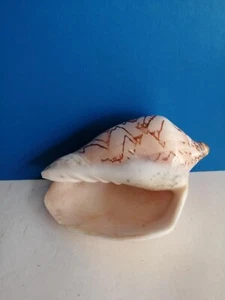 SPLENDIDA CONCHIGLIA VOLUTIDAE,MELO BRODERIPII mm 130 - Bild 1 von 5