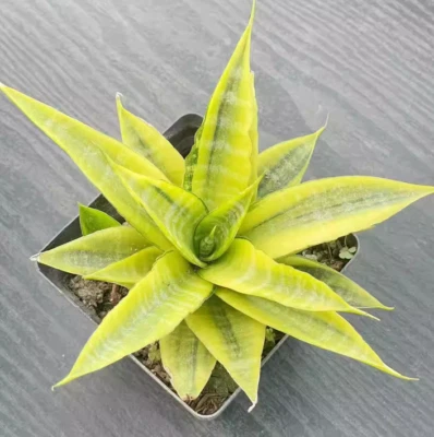 Seltene Sukkulente Pflanze Sansevieria bunt Gartenpflanzen 12-15CM - Bild 1 von 4