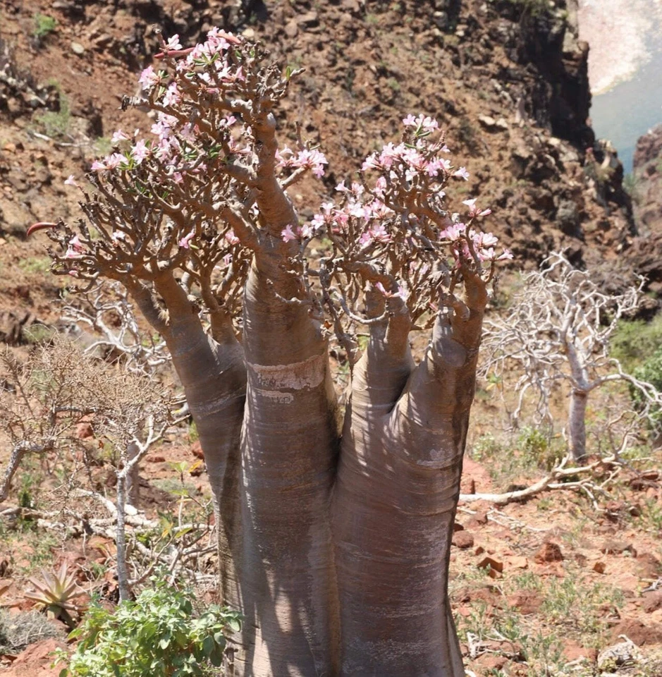 Adenium obesum | Desert rose | Mock azalea -  - Rosa del deserto | Finto oleandr - Image 1 of 1