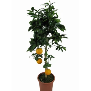 Orangenbaum - Citrus Sinensis - Bild 1 von 1