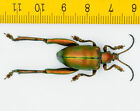 Chrysomelidae - Sagra Longicollis - Thailand - 4012