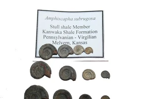 Carboniferous Pennsylvanian snail fossil ONTOGENY series - Amphiscapha Stull Sh - Picture 1 of 3