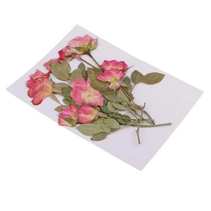 10pc Real Pressed ves Dried Rose Flowers for Scrapbooking Arts Crafts DIY - Picture 1 of 7