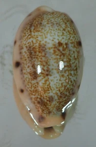 CYPRAEA CAURICA LODOICEA TOP - Bild 1 von 2
