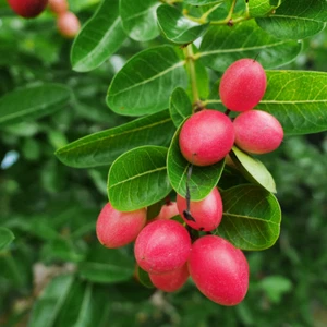 BeauFlora Hybrid Karonda Cherry (rojo, plántula) 1 planta de raíz desnuda - Imagen 1 de 3