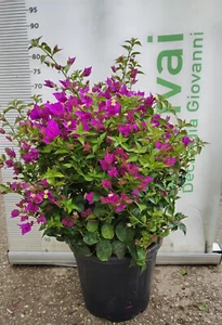 PIANTA DI BOUGANVILLEA SANDERIANA V. 30 - FOTO REALI - Foto 1 di 1