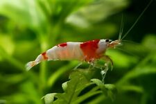 20+3 Crystal Red Shrimp - FREE SHIPPING!