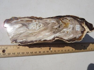 682  FACE POLISHED PETRIFIED WOOD. CYPRESS, VANTAGE, WA.  EX OLD TIME ROCK SHOP - Picture 1 of 5