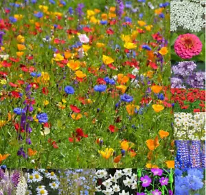 Cottage Garden Bee & Butterfly Perennial Plant Mix Wild Flower Seeds 15g - 500g - Picture 1 of 4